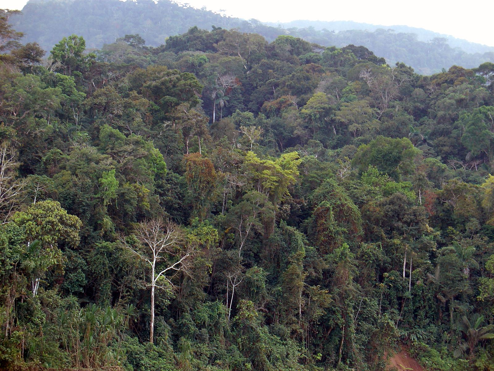 Glamping Madre de Dios